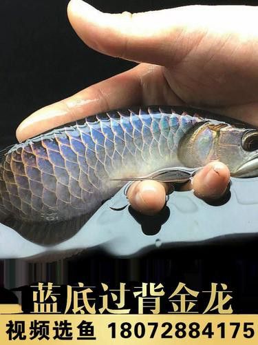 藍背金龍魚多少錢一條圖片大全 藍背金龍魚多少錢一條圖片大全 龍魚百科 第21張