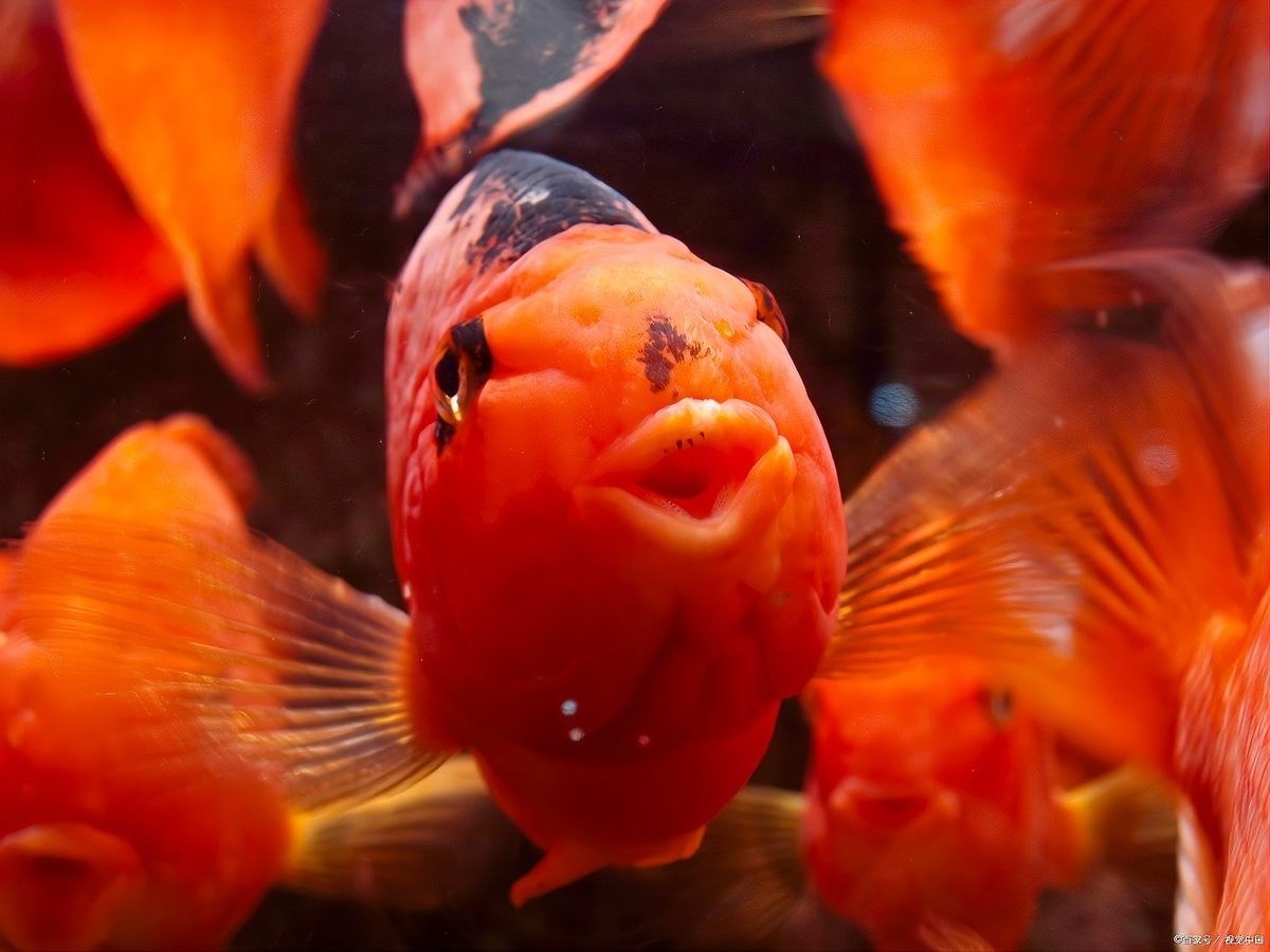 銀龍魚可以喂紅蟲嗎 銀龍魚可以喂紅蟲嗎 龍魚百科 第3張