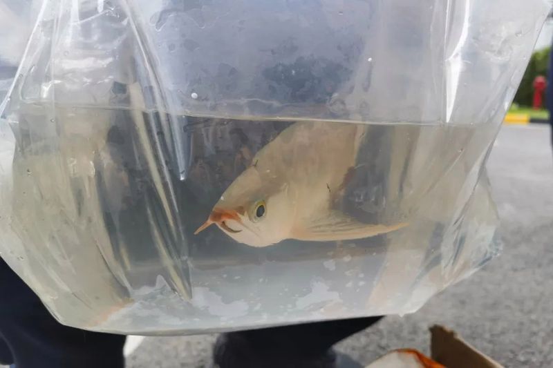 印尼金龍魚怎樣空運回中國