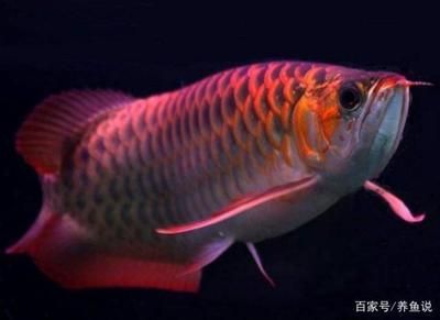 龍魚用什么燈光養(yǎng)最好:龍魚養(yǎng)殖燈光的選擇 龍魚百科 第2張 龍魚用什么燈光養(yǎng)最好:龍魚養(yǎng)殖燈光的選擇 龍魚用什么燈光養(yǎng)最好:龍魚養(yǎng)殖燈光的選擇 龍魚百科 第2張
