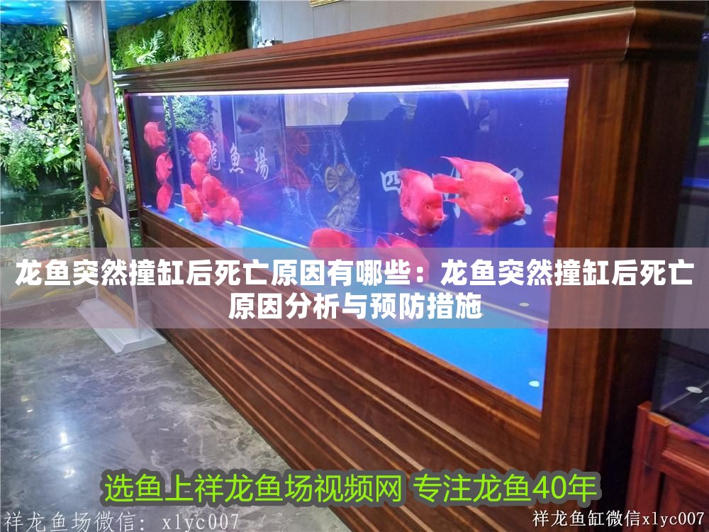龍魚突然撞缸后死亡原因有哪些：龍魚突然撞缸后死亡原因分析與預防措施
