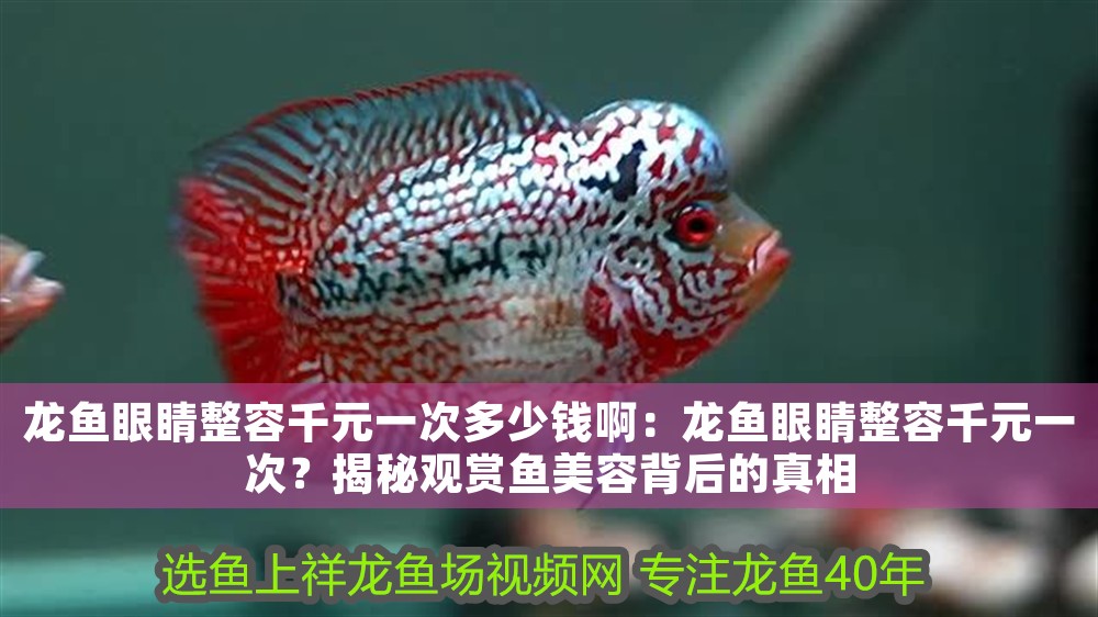 龍魚眼睛整容千元一次多少錢啊：龍魚眼睛整容千元一次？揭秘觀賞魚美容背后的真相