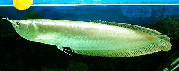 龍魚吃啥長得快（關于龍魚食物選擇的詳細信息） 龍魚吃啥長得快（關于龍魚食物選擇的詳細信息） 龍魚百科 第3張