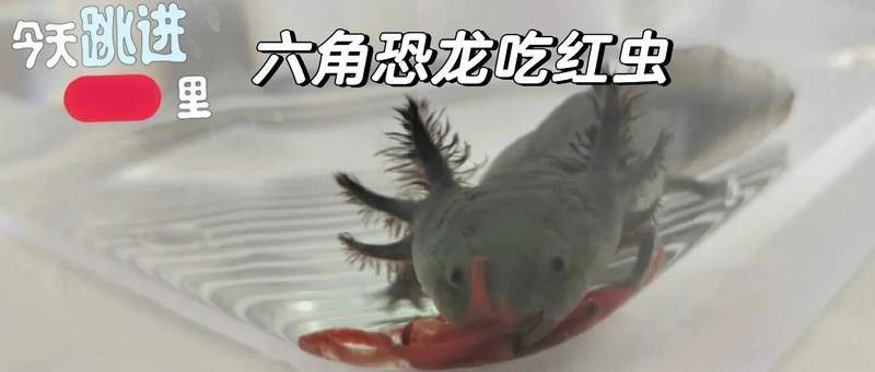六角龍不打氧需要加過濾嗎？