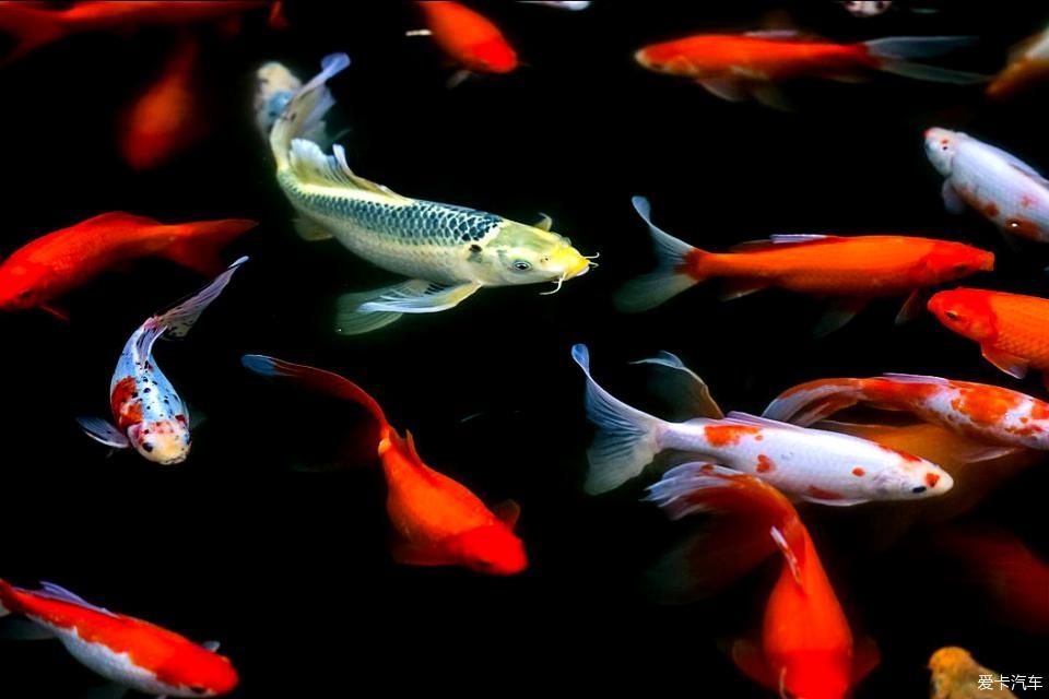 錦鯉紅龍魚和錦鯉的信息搜索結果中沒有直接提到錦鯉紅龍魚：關于錦鯉紅龍魚和錦鯉的信息，這些信息可能對您有所幫助 錦鯉紅龍魚和錦鯉的信息搜索結果中沒有直接提到錦鯉紅龍魚：關于錦鯉紅龍魚和錦鯉的信息，這些信息可能對您有所幫助 龍魚百科 第1張