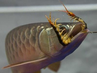 龍魚可以吃嘛：龍魚可以食用嗎