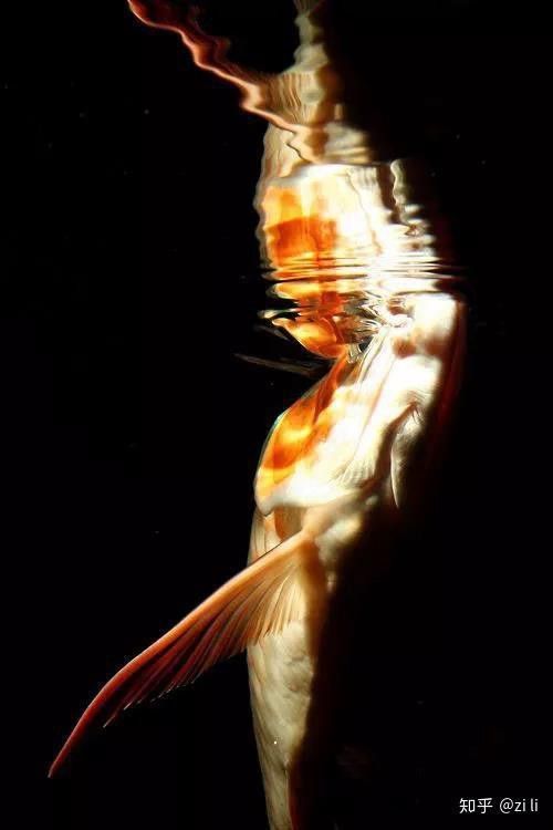 金龍魚什么底色最好看圖片欣賞