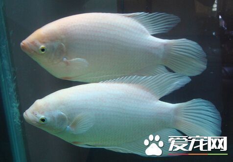 印尼野生龍魚保護(hù)區(qū)圖片：守護(hù)水中活化石—探秘印尼野生龍魚保護(hù)區(qū)的生態(tài)使命