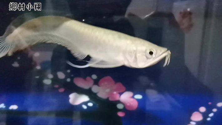 龍魚伴游魚：選擇伴游魚時需要注意的事項 龍魚伴游魚：選擇伴游魚時需要注意的事項 龍魚百科 第1張