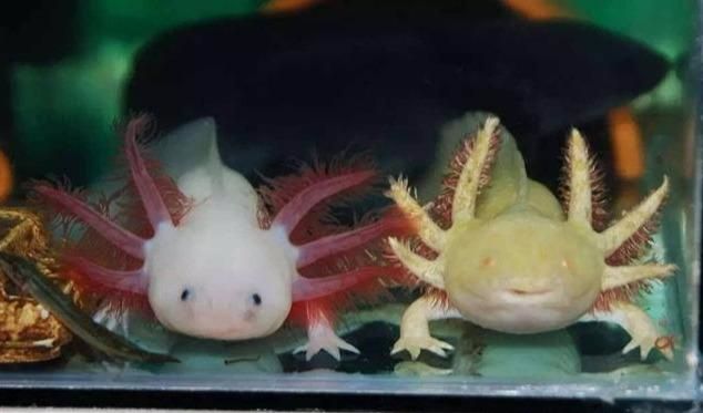 六角龍魚多少錢一條 六角龍魚多少錢一條 龍魚百科