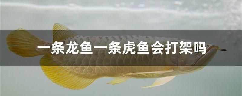 龍魚(yú)能吃錦鯉的魚(yú)糧嗎怎么喂養(yǎng)：如何判斷龍魚(yú)營(yíng)養(yǎng)不良，龍魚(yú)與錦鯉混養(yǎng)注意事項(xiàng)