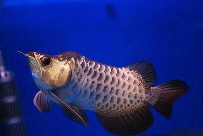 福龍魚多少錢一條：關于福龍魚的價格