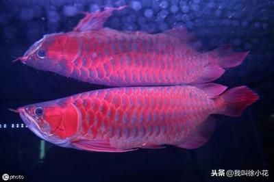 紅龍魚最好的食物是什么呢圖片（紅龍魚最好的食物是什么呢圖片大全）