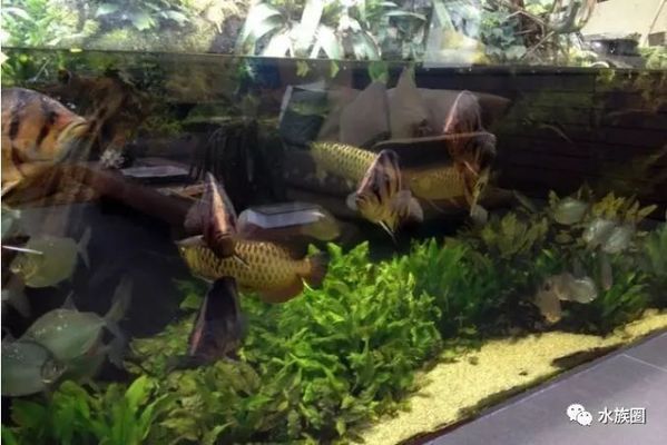 龍魚和虎魚混養數量：龍魚和虎魚混養的最佳數量，