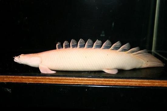 虎紋恐龍魚繁殖記錄圖片大全 虎紋恐龍魚繁殖記錄圖片大全 龍魚百科 第12張