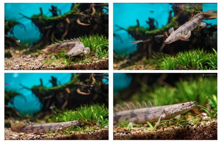 虎紋恐龍魚繁殖記錄圖片大全 虎紋恐龍魚繁殖記錄圖片大全 龍魚百科 第20張