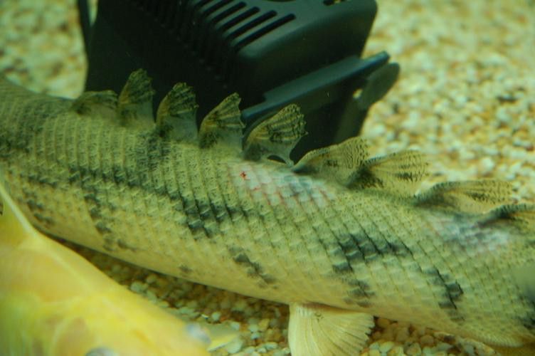 虎紋恐龍魚繁殖記錄圖片大全 虎紋恐龍魚繁殖記錄圖片大全 龍魚百科 第31張