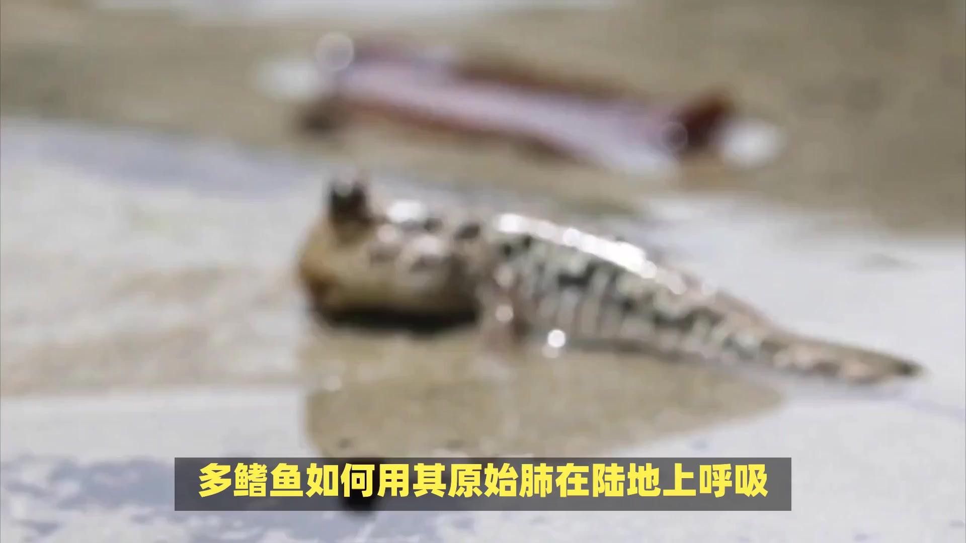 虎紋恐龍魚繁殖記錄圖片大全 虎紋恐龍魚繁殖記錄圖片大全 龍魚百科 第38張