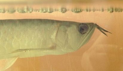 龍魚咬破了手會死嗎：被龍魚咬破了手會死嗎 龍魚咬破了手會死嗎：被龍魚咬破了手會死嗎 龍魚百科 第2張