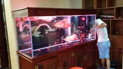 龍魚都在魚缸底層游意味什么：龍魚在魚缸底層游動可能意味著多種情況