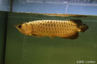 長得像金龍魚的淡水魚（與金龍魚相似的淡水魚品種） 長得像金龍魚的淡水魚（與金龍魚相似的淡水魚品種） 龍魚百科 第4張