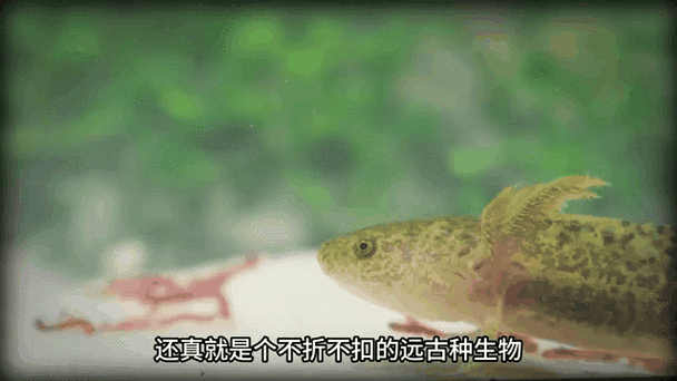 40公分紅龍魚喂食方法：40公分紅龍魚喂食頻率調整，紅龍魚喂食頻率調整方法