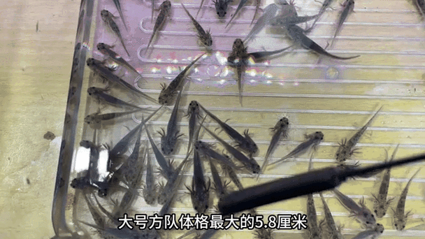 40公分紅龍魚喂食方法：40公分紅龍魚喂食頻率調整，紅龍魚喂食頻率調整方法