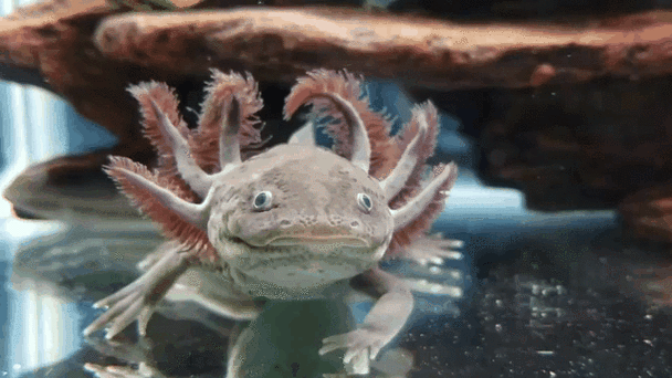 40公分紅龍魚喂食方法：40公分紅龍魚喂食頻率調整，紅龍魚喂食頻率調整方法