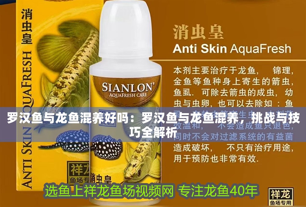 羅漢魚與龍魚混養好嗎：羅漢魚與龍魚混養，挑戰與技巧全解析