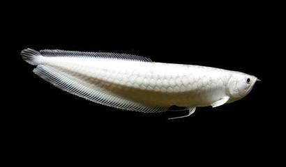 呼和浩特魟魚，呼和浩特魟魚市場分布