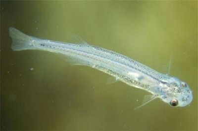 呼和浩特魟魚，呼和浩特魟魚市場分布