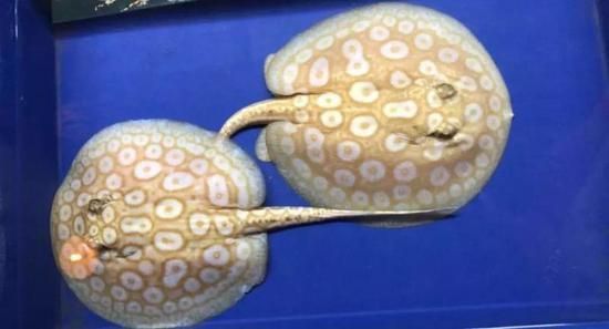呼和浩特魟魚，呼和浩特魟魚市場分布