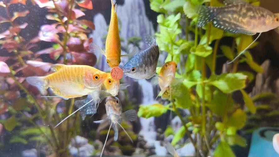 養曼龍魚怎么造景好看圖片