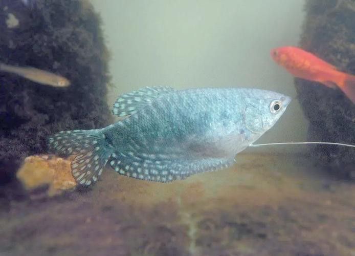 養曼龍魚怎么造景好看圖片