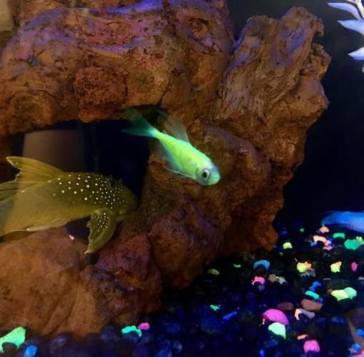 養曼龍魚怎么造景好看圖片