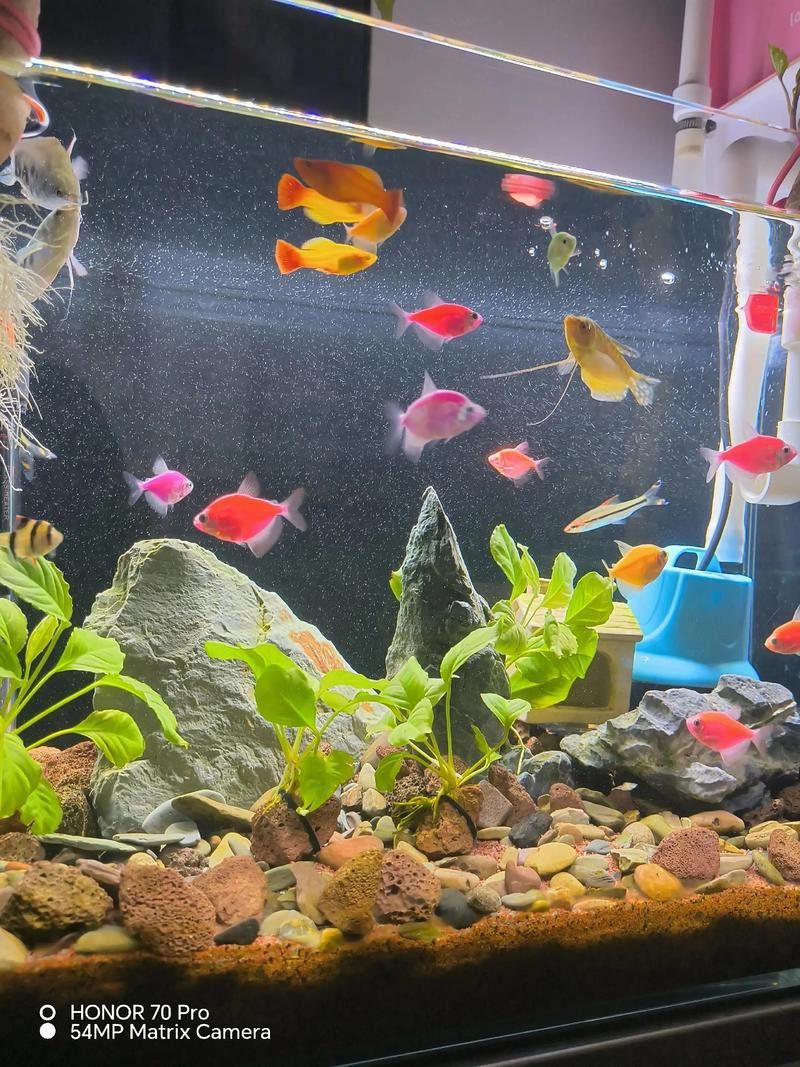 養曼龍魚怎么造景好看圖片