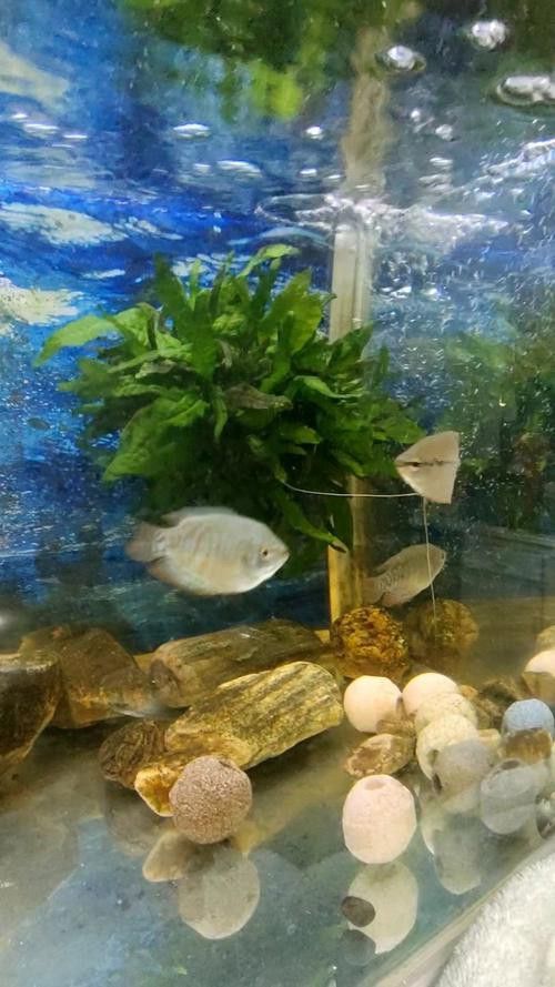 養曼龍魚怎么造景好看圖片