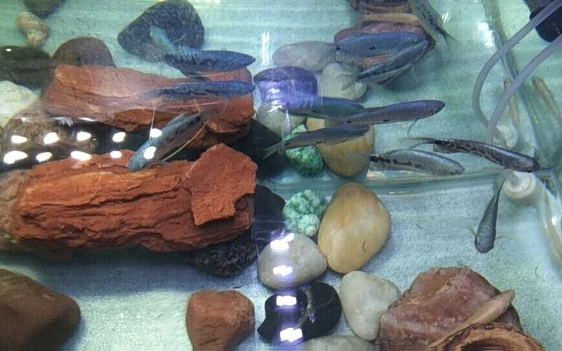養曼龍魚怎么造景好看圖片