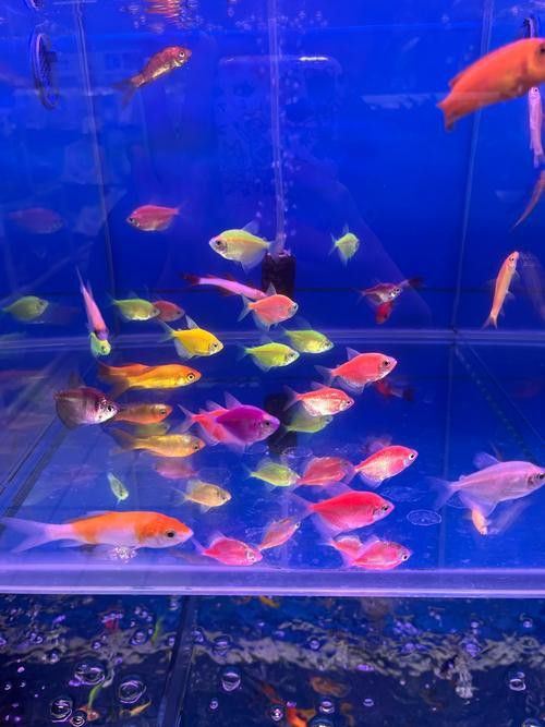 養曼龍魚怎么造景好看圖片