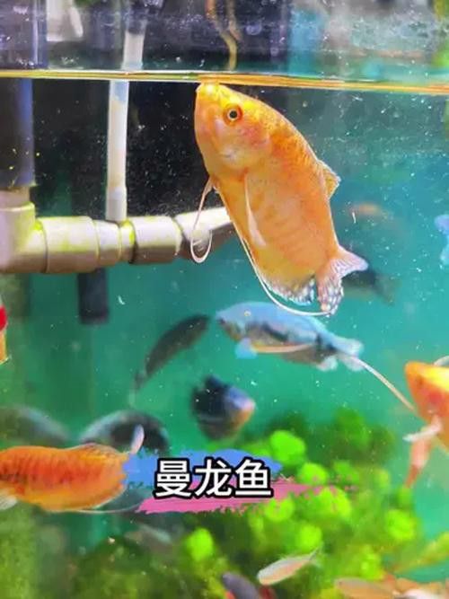 養曼龍魚怎么造景好看圖片