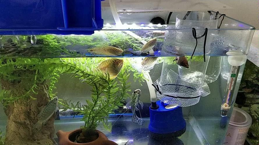 養曼龍魚怎么造景好看圖片