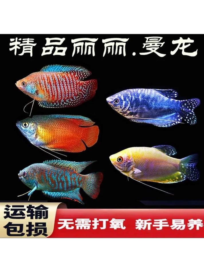 養曼龍魚怎么造景好看圖片