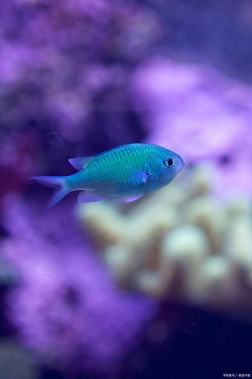 養曼龍魚怎么造景好看圖片