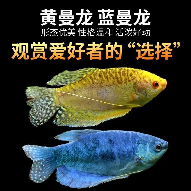 養曼龍魚怎么造景好看圖片