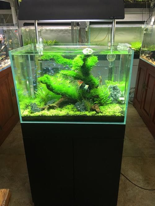 養曼龍魚怎么造景好看圖片