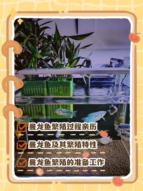 養曼龍魚怎么造景好看圖片