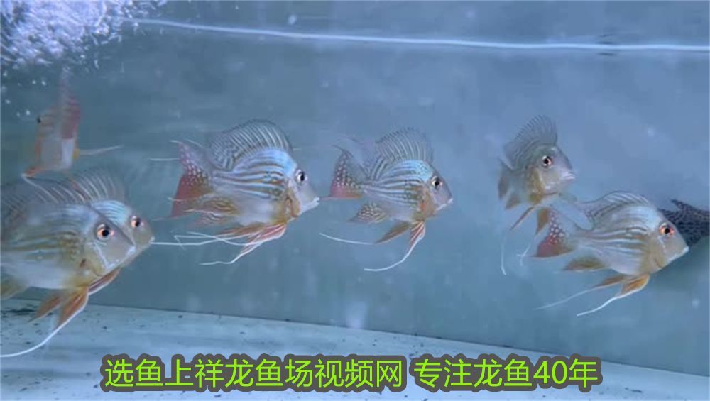 龍魚養殖場都喂大麥蟲可以嗎視頻：龍魚養殖場都喂大麥蟲可以嗎？全面解析龍魚飼料選擇 龍魚養殖場都喂大麥蟲可以嗎視頻：龍魚養殖場都喂大麥蟲可以嗎？全面解析龍魚飼料選擇 龍魚百科 第2張