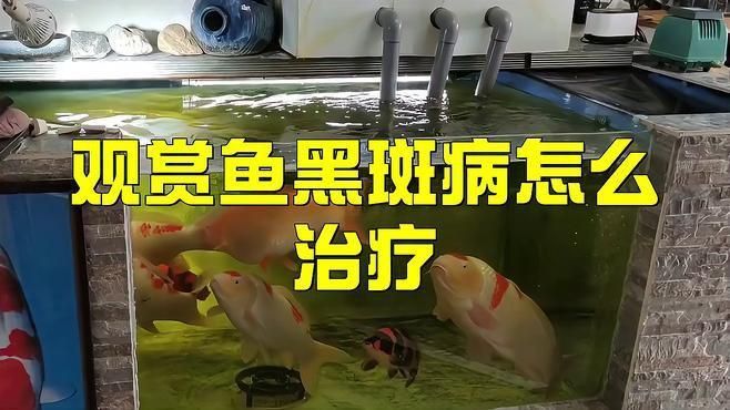 魚黑色霉斑會自愈嗎？