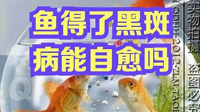 魚黑色霉斑會自愈嗎？