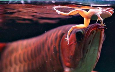 龍魚怎么訓(xùn)練吃食兇猛的動(dòng)作呢：如何訓(xùn)練龍魚吃食兇猛的動(dòng)作
